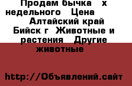 Продам бычка 3-х недельного › Цена ­ 12 000 - Алтайский край, Бийск г. Животные и растения » Другие животные   